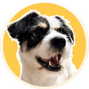 宠物 Logo